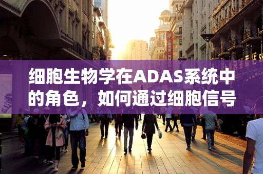 细胞生物学在ADAS系统中的角色，如何通过细胞信号传导优化自动驾驶决策？